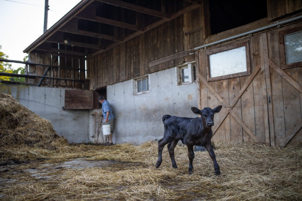 Same-day hip replacement surgery patient, David Harbottle preparing to feed a calf on his farm