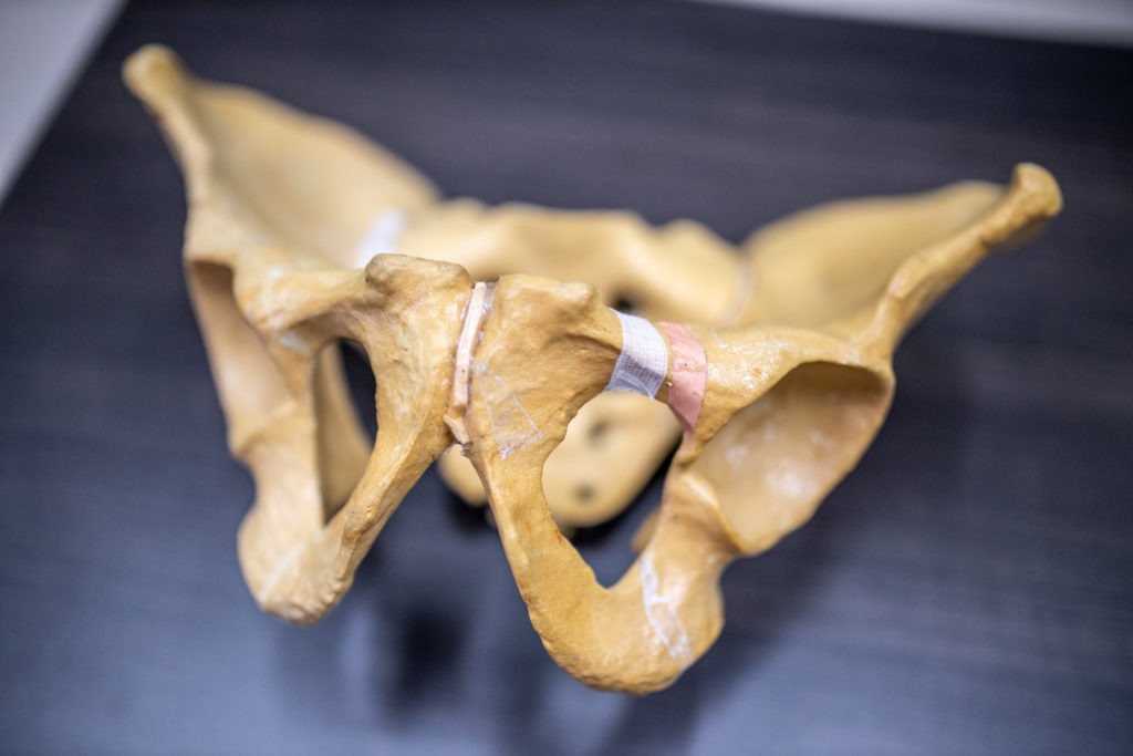 model of pelvis
