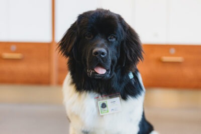 Photo shows a large Newfoundland breed dog with a black head and white body.